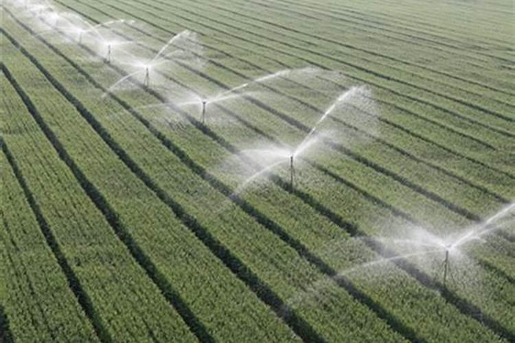 小满能浇小麦吗 是用滴灌好还是喷灌好？