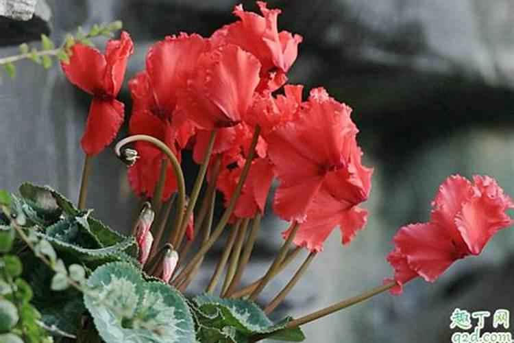 仙客来浇什么水好