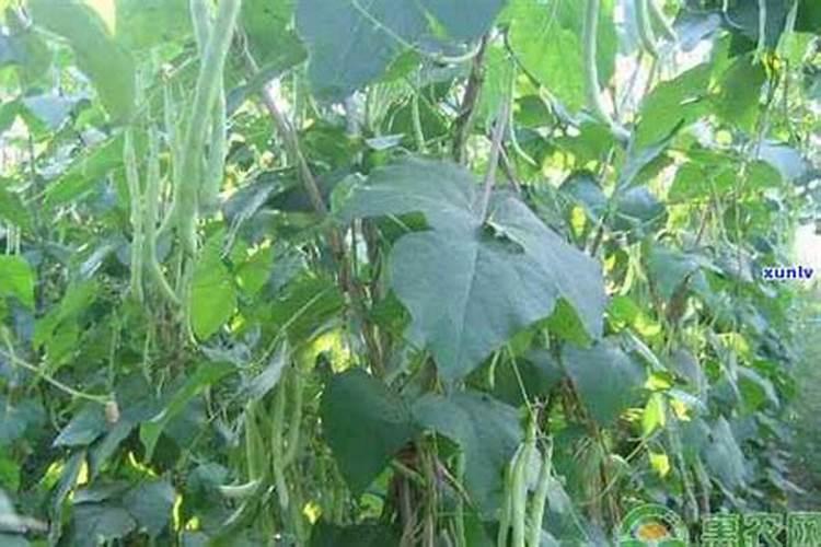 四季豆高产施肥技术要点