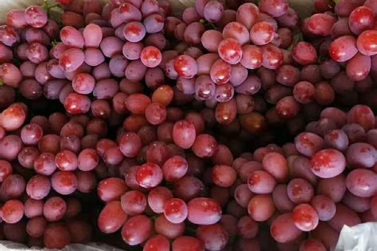 葡萄果粒有硬度根糸追什么肥