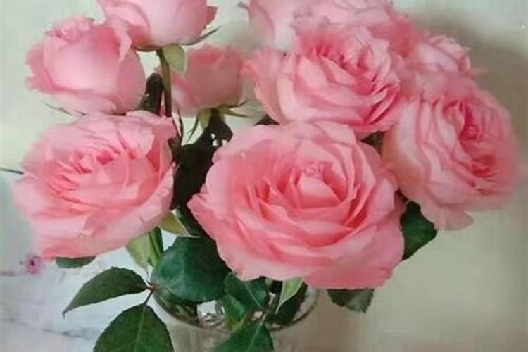 玫瑰浇什么肥料合适