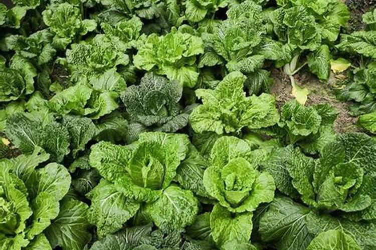 白菜小苗最怕3水2肥,做错烂根又黄叶