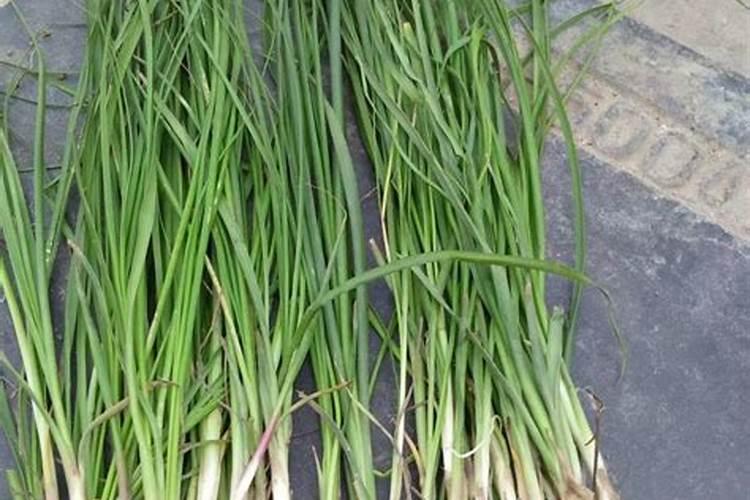 知母的栽培技术