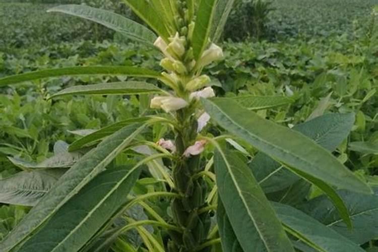 芝麻开花期间有哪些相关管理技巧？