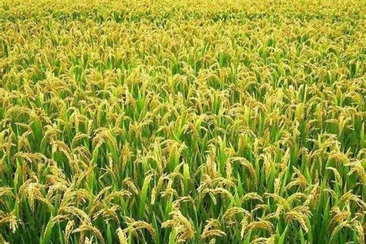 玉米水稻小麦叶面肥该如何选择呢？选择什么样的叶面肥才最有效