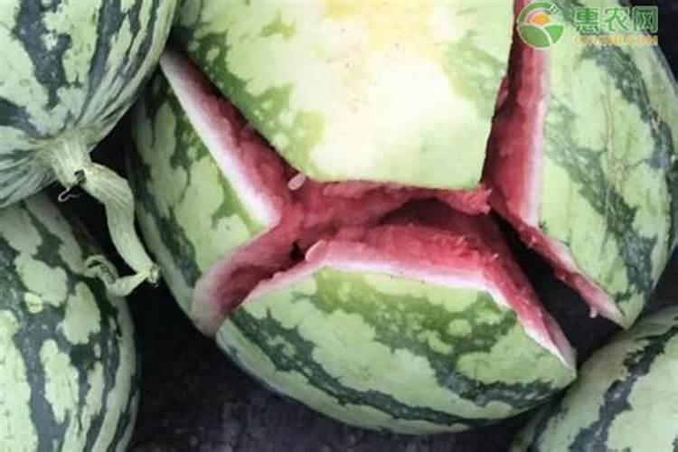 西瓜裂的严重