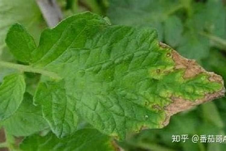 茄子主要营养元素的缺素症状表现是什么？有哪些原因？如何防止？