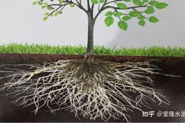 什么肥料能促长植物的根