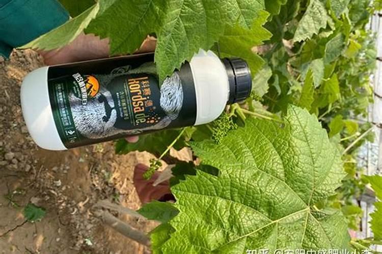 葡萄越夏如何施肥