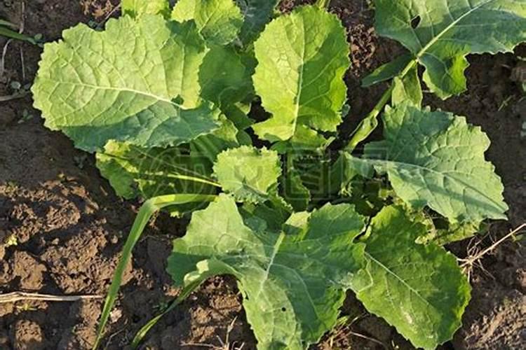 油菜小苗可以用尿素叶面喷洒花卉百科