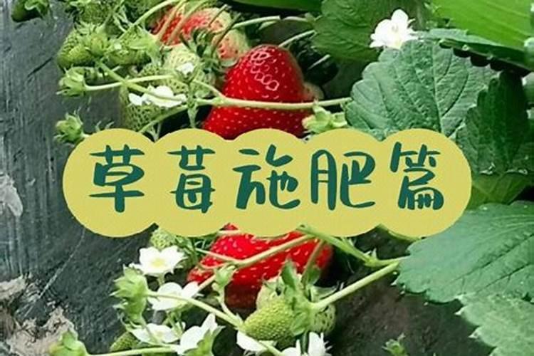 草莓各个时期的施肥方案 草莓施肥时间和方法