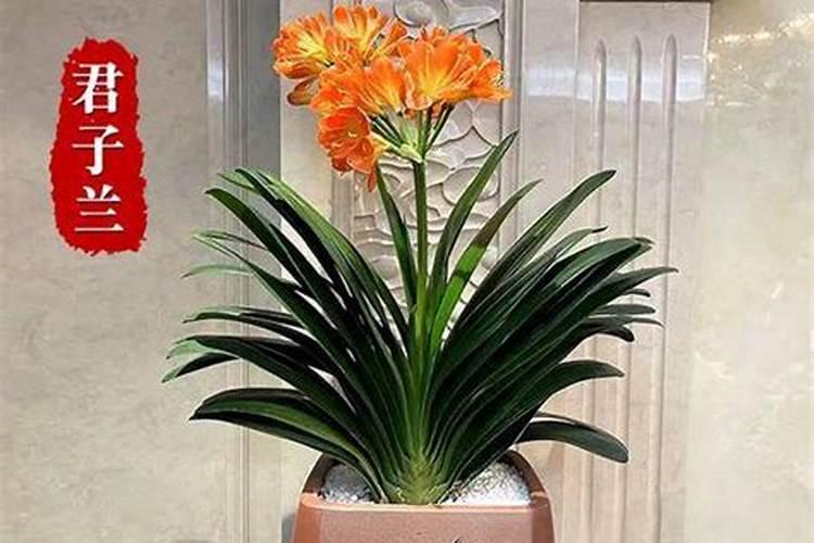 怎么养花才能更旺盛