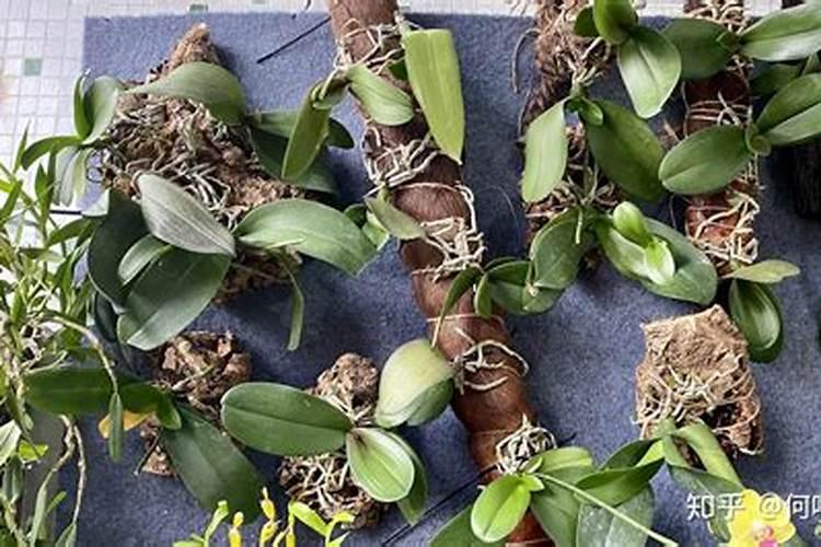 怎么样制作蝴蝶兰的化肥