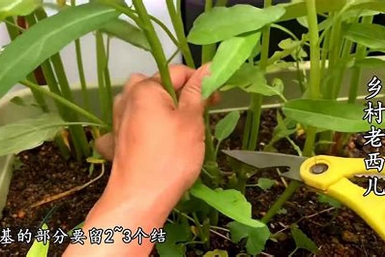 空心菜叶面肥怎么喷施最好？