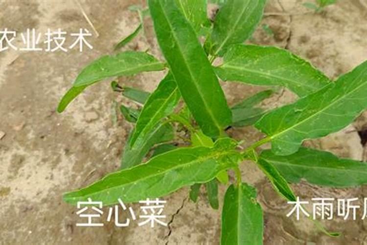 空心菜施什么肥长得快又嫩