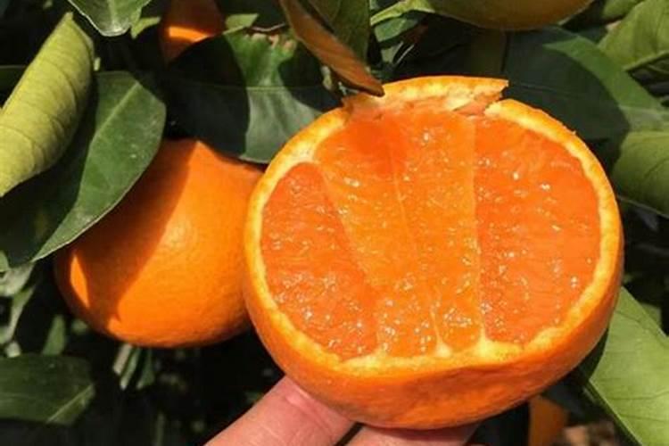 柑橘树春夏秋冬为何施肥都不怎么一样？