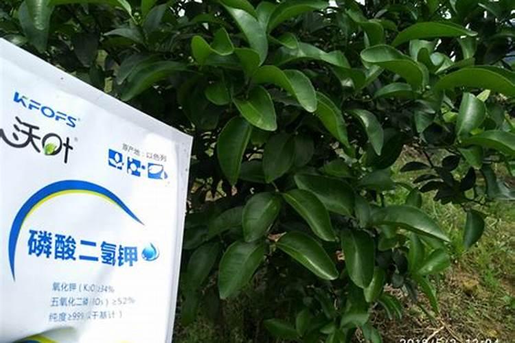 三月份柑橘需要施肥吗