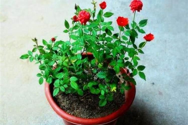 刚服盆成功的月季小苗该怎么管理？