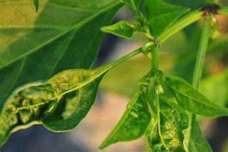 青辣椒苗叶子变黄是怎么回事？