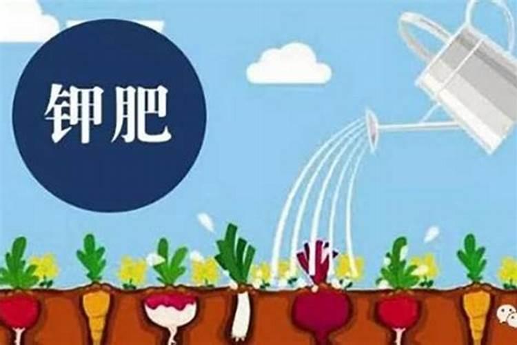 钾肥最适用哪些作物