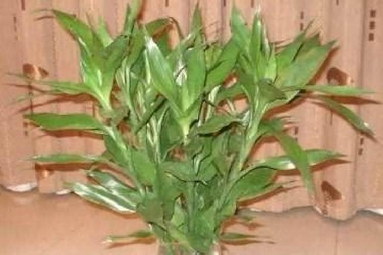 富贵竹施肥用什么肥料