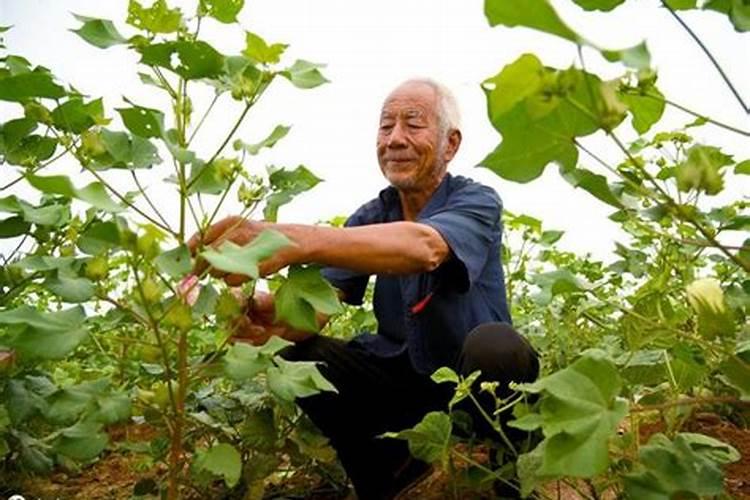 棉花高度一米四怎么施肥