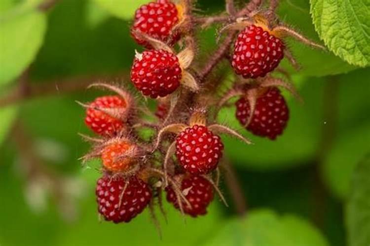 种树莓施什么肥