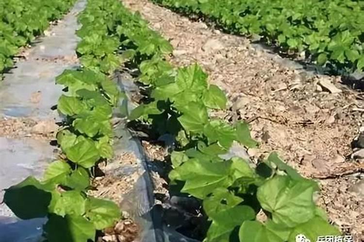 棉花蕾期受旱用什么叶面肥最好？