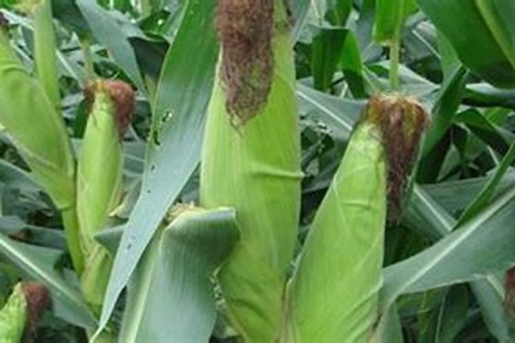 宏硕738玉米种子广西河池可以种植吗？