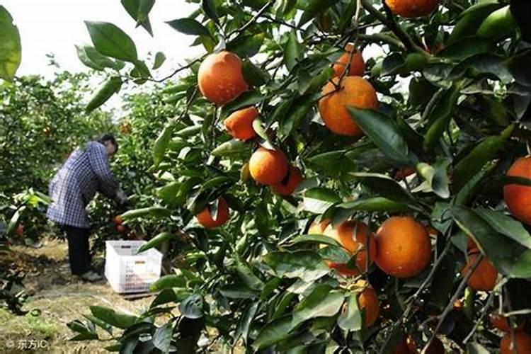 血橙的种植技术有哪些
