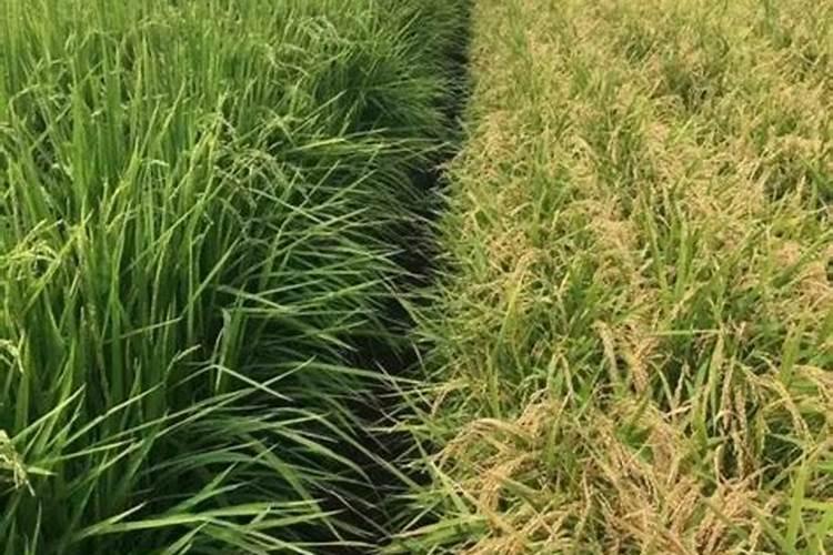 水稻出穗后还能用钙肥吗为什么？