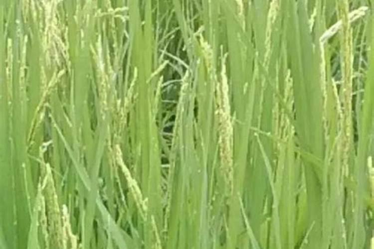 水稻抽穗后稻粒变白色是什么病(水稻灌浆期出现白粒怎么办)