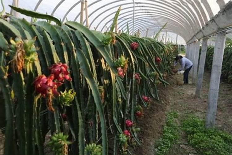 火龙果北方大棚种植