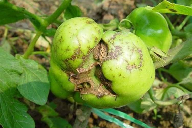 蔬菜缺硼要怎样用有机肥料改善？