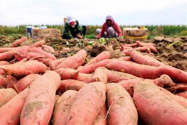 红薯后期冲硫酸钾一亩地需要多少斤