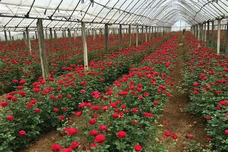 大棚玫瑰花天冷棚膜没有及时放下,花芽吹绿了怎么办？