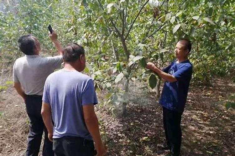 氯溴异氰尿酸 具体作物应用与复配增效方案