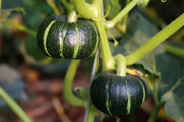 贝贝南瓜结果后在打叶面肥有用吗