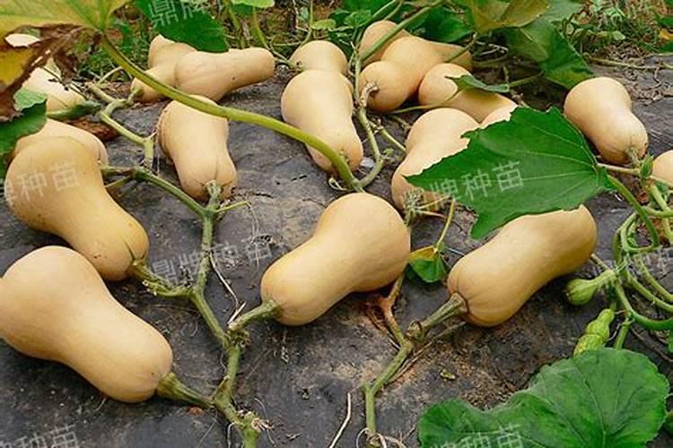 蜜本南瓜坐果配方