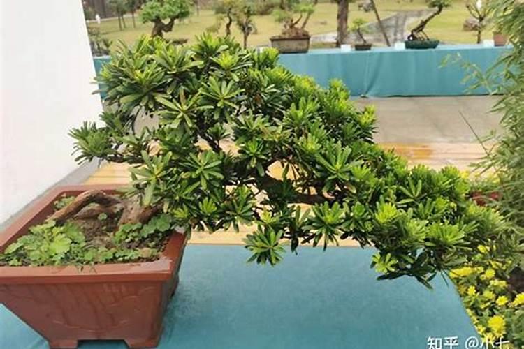 罗汉松该怎么养好？