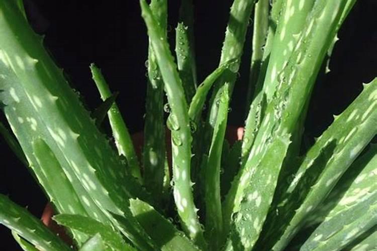 阳台的盆栽芦荟不断长侧芽,芦荟的叶片有什么用处？