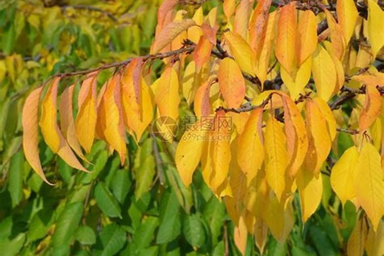 树叶变黄应该施什么肥？