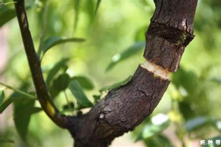 冬枣树环剥后,树叶发黄应喷啥叶面肥？