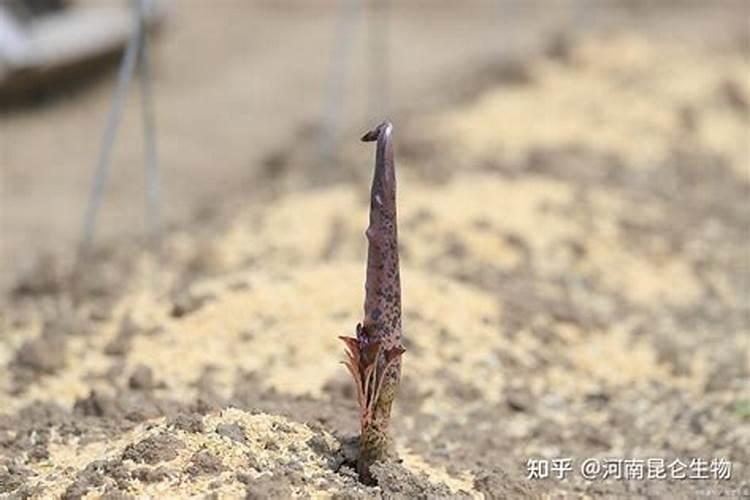 种魔芋用什么肥料