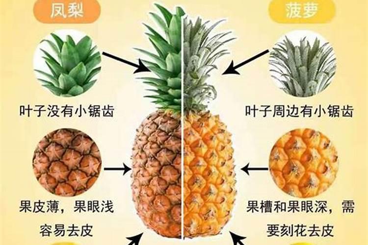 菠萝和凤梨有什么区别？
