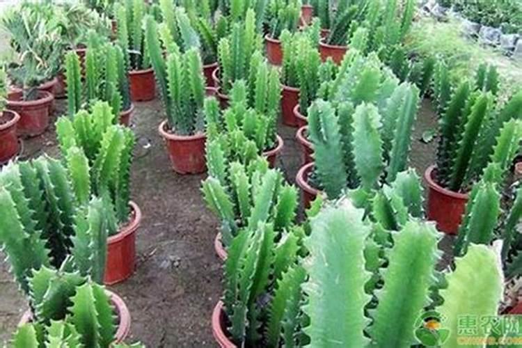 龙骨花施什么肥 龙骨花施哪些肥