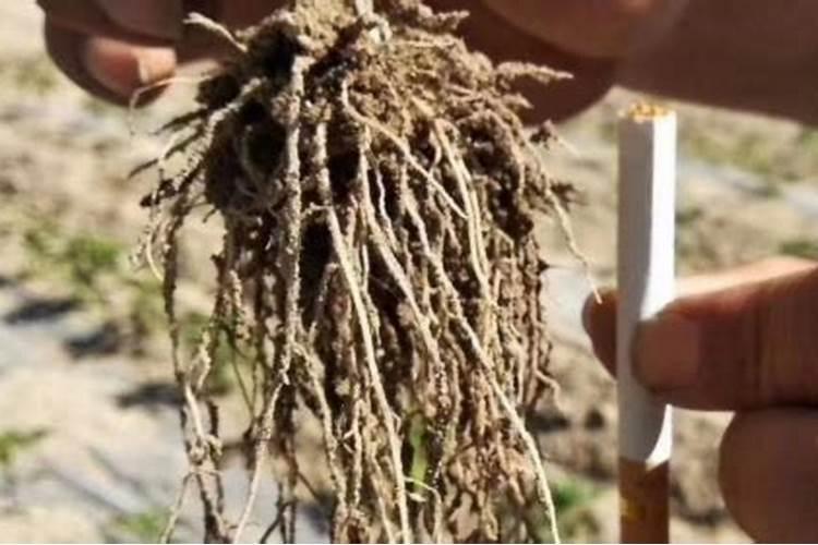 果树生根壮根的肥料有哪些