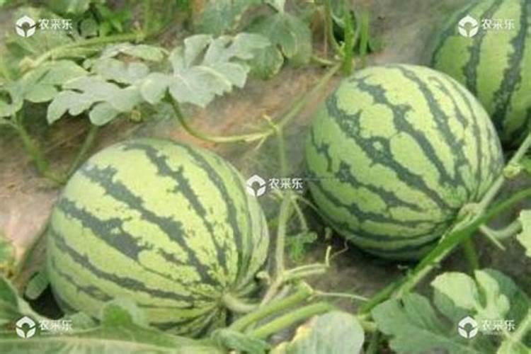 西瓜施肥时间及方法