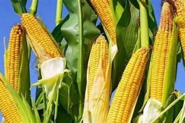 玉米有十公分高能加肥吗？