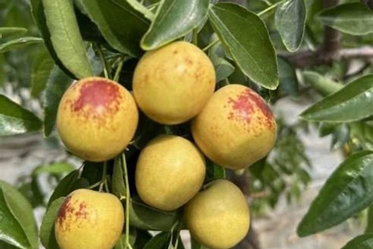 冬枣现在打富硒可以吗